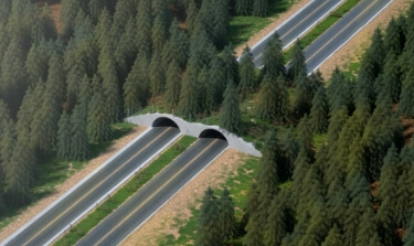 Designing Wildlife Corridors